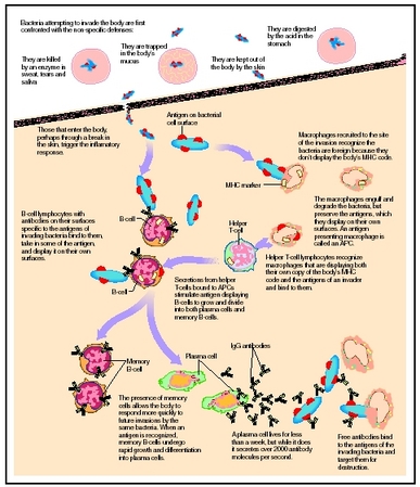 Flow chart depicting a response to an allergen introduced into the body, causing an allergic response. (Illustration by Hans  Cassidy.)