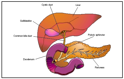 Biliary atresia is a congenital condition in which the pathway for bile to drain from the liver to the intestine is undeveloped. It is the most common lethal liver disease in children. (Illustration by Electronic Illustrators Group.)