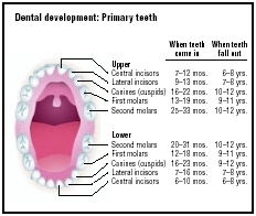 Illustration of the eruption of primary, or baby teeth. (Illustration by GGS Information Services.)