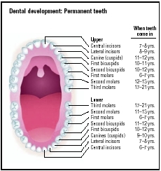 Illustration of the eruption of permanent teeth. (Illustration by GGS Information Services.)