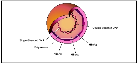 Hepatitis B virus (HBV) is composed of an inner protein core and an outer protein capsule. The outer capsule contains the hepatitis B surface antigen (HBsAg). The inner core contains HBV core antigen (HBcAg) and hepatitis B e-antigen (HBeAg). T