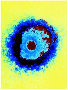 A false-color transmission electron microscopy (TEM) image of a herpes simplex virus. (Custom Medical Stock Photo, Inc.)
