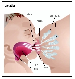 When an infant is properly latched onto the breast, the babys nose touches (or nearly touches) the breast. He or she takes the entire areola into the mouth, facilitating the intake of milk far back into the throat. (Illustration by GGS Informat