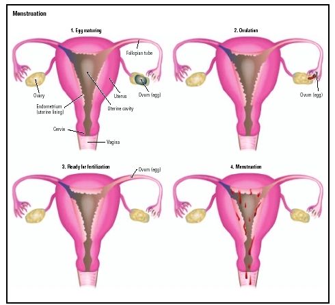 In this illustration, the menstrual cycle is divided into four stages. First, an egg matures inside the ovary (1), which then releases the egg (2), allowing it to travel through the fallopian tube, where it rests awaiting fertilization (3). If 
