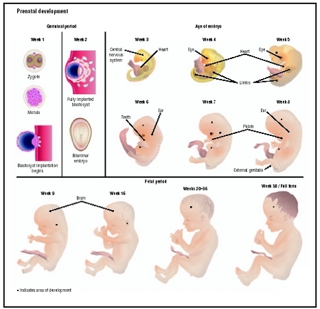 Illustration of prenatal development, from the two-cell, or zygote, stage through the embryonic stage, in which the major body systems develop, to the fetal stage, during which the babys brain develops and the body adds size and weight. (Illust