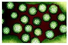 Rotaviruses are probably the most common viruses to infect humans and animals. These viruses are associated with gastroenteritis and diarrhea in humans and other animals. (Photograph by Dr. Linda Stannard. Photo Researchers, Inc.)