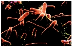 Exposure to the Salmonella enteritidis bacterium usually occurs by contact with contaminated food. (Photograph by Oliver Meckes. Photo Researchers, Inc.)