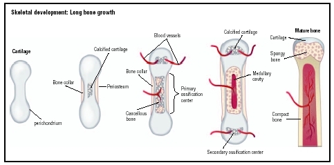 Illustration depicting the stages of long bone growth, showing the process of cartilage calcifying and becoming mature, compact bone. (Illustration by GGS Information Services.)